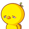 小鸡 不开心 哭泣 委屈