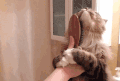 萌宠 猫 卖萌 开心