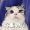 萌宠 猫星人 冷眼旁观 看着你 搞怪 逗