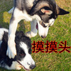 狗狗 草地 摸摸头 乖巧