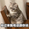 萌宠 喵星人 你过来 我有话说 呆萌 可爱