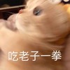 萌宠 猫星人 吃我一拳 揍你 可爱 呆萌
