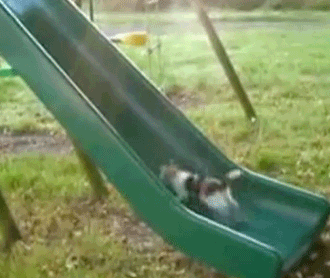 猫咪 滑梯 跑步