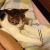 宠物 女生 遭遇 搞笑 反应 瓜皮 咸猪手 都是 萌 gif 人宠间