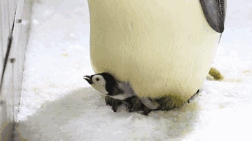 企鹅 可爱 雪地 白色