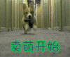 卖萌开始