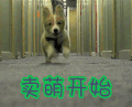 卖萌开始