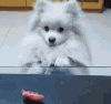 狗狗 可爱 美食 诱惑
