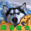 萌宠 狗狗 拒绝 懒得理你 soogif soogif出品