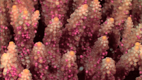 海葵 珊瑚 泡泡 飞 海洋 ocean nature