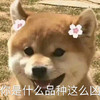 萌宠 汪星人 你是什么品种 这么凶 搞怪 呆萌