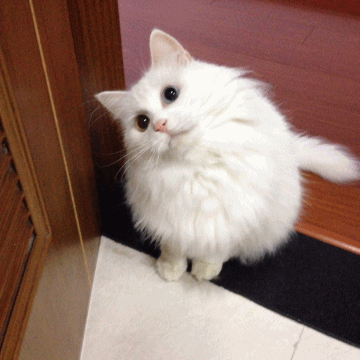 小猫 可爱 白色 毛茸茸