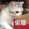萌宠 喵星人 偷看 偷瞄 呆萌 可爱