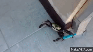 螃蟹 crab 持刀 逗