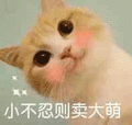 猫 萌宠 卖萌 歪头