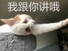 萌宠 猫星人 我跟你讲 你听着 呆萌 可爱