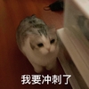 萌宠 喵星人 我要冲刺了 加油 可爱 呆萌