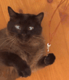 猫 美人 猫 可爱的动物 动物 斗鸡眼的动物