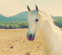 自由 白马 漂亮 奔跑