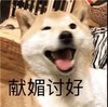 萌宠 汪星人 献媚讨好 舔狗 呆萌 可爱