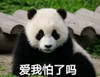 萌宠 熊猫 爱我你怕了吗 看着你 搞怪 呆萌