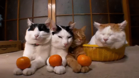 橙子 猫 可爱 食物 水果