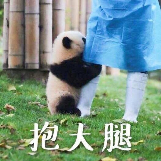 熊猫 可爱 萌萌哒 搞笑 斗图 抱大腿