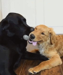 两只狗狗 抢东西 小球 伸舌头