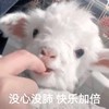萌宠 小羊 没心没肺 快乐加倍 搞怪 逗