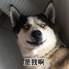 萌宠 汪星人 是我啊 你不认得我了吗 憨憨 顽皮