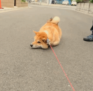 汪星人 萌宠 可爱 狗狗
