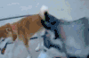 二哈 柴犬 狗狗 挑衅