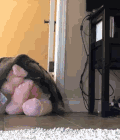 猫咪 寻找 可爱 跳跃