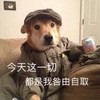 萌宠 汪星人 今天这一切都是我咎由自取 难受 呆萌 可爱