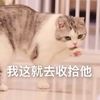 萌宠 喵星人 我这就去收拾他 看我去替你报仇 淘气 搞怪