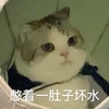 萌宠 喵星人 憋着一肚子坏水 坏主意 呆萌 可爱