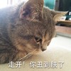 萌宠 猫星人 走开 你丑到朕了 呆萌 可爱