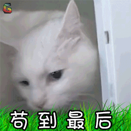 猫咪 猫 萌宠 吃鸡 苟 到最后 soogif soogif出品
