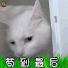 猫咪 猫 萌宠 吃鸡 苟 到最后 soogif soogif出品