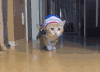 猫 喵星人 宠物 萌 可爱