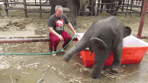 大象 洗澡 玩水 可爱 动物 萌萌哒 卡哇伊