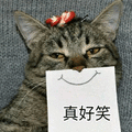 真好笑 猫