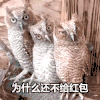 过年 猫头鹰 可爱 萌萌哒 为什么还不给红包 盯着 why