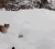 喵星人 猫咪玩雪 跑跳 爱玩
