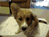 柯基 叫 蠢萌 弱鸡 corgi