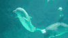 海豚 dolphin