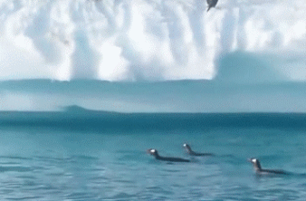 企鹅 penguin 冰川 失败