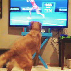 网球 动物 狗狗 看电视 玛丽亚莎拉波娃 澳大利亚网球公开赛