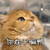 萌宠 喵星人 你在干嘛呀 你在干什么呀 呆萌 可爱