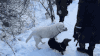 雪 狗 可爱 萌宠 汪星人